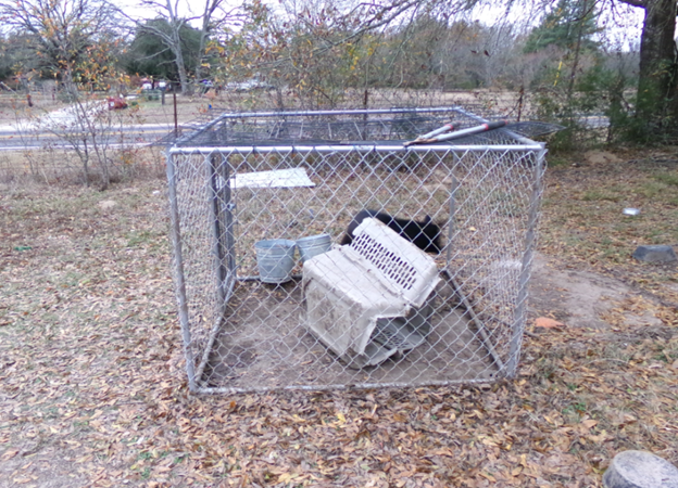 North Texas woman pleads guilty in unlicensed German Shepherd breeding facility case