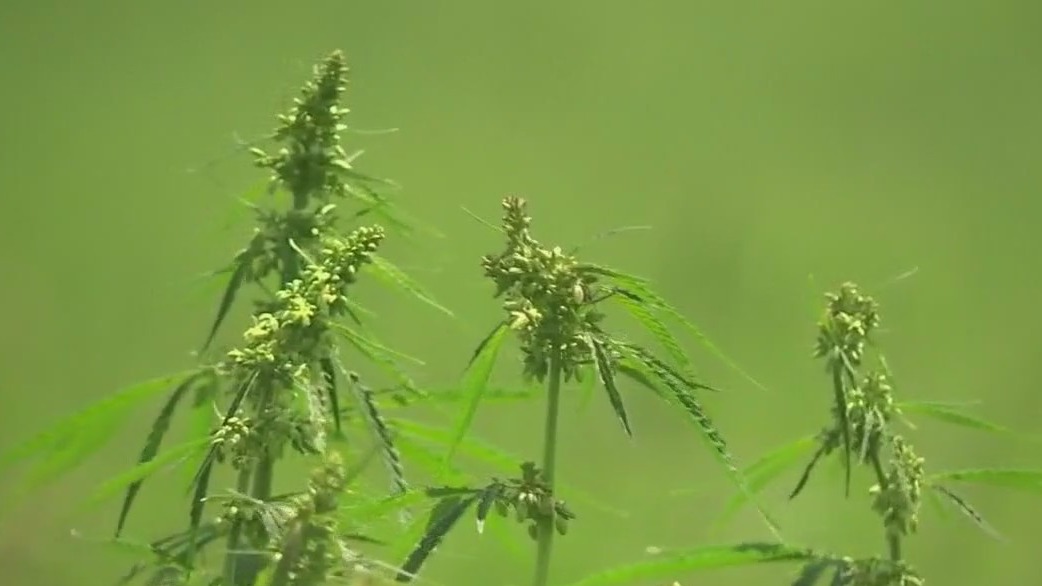 Texas lawmakers prepare for another push to ban THC during legislative session