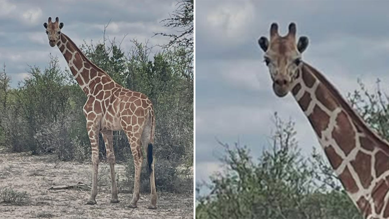Giraffe disappears from Texas ranch