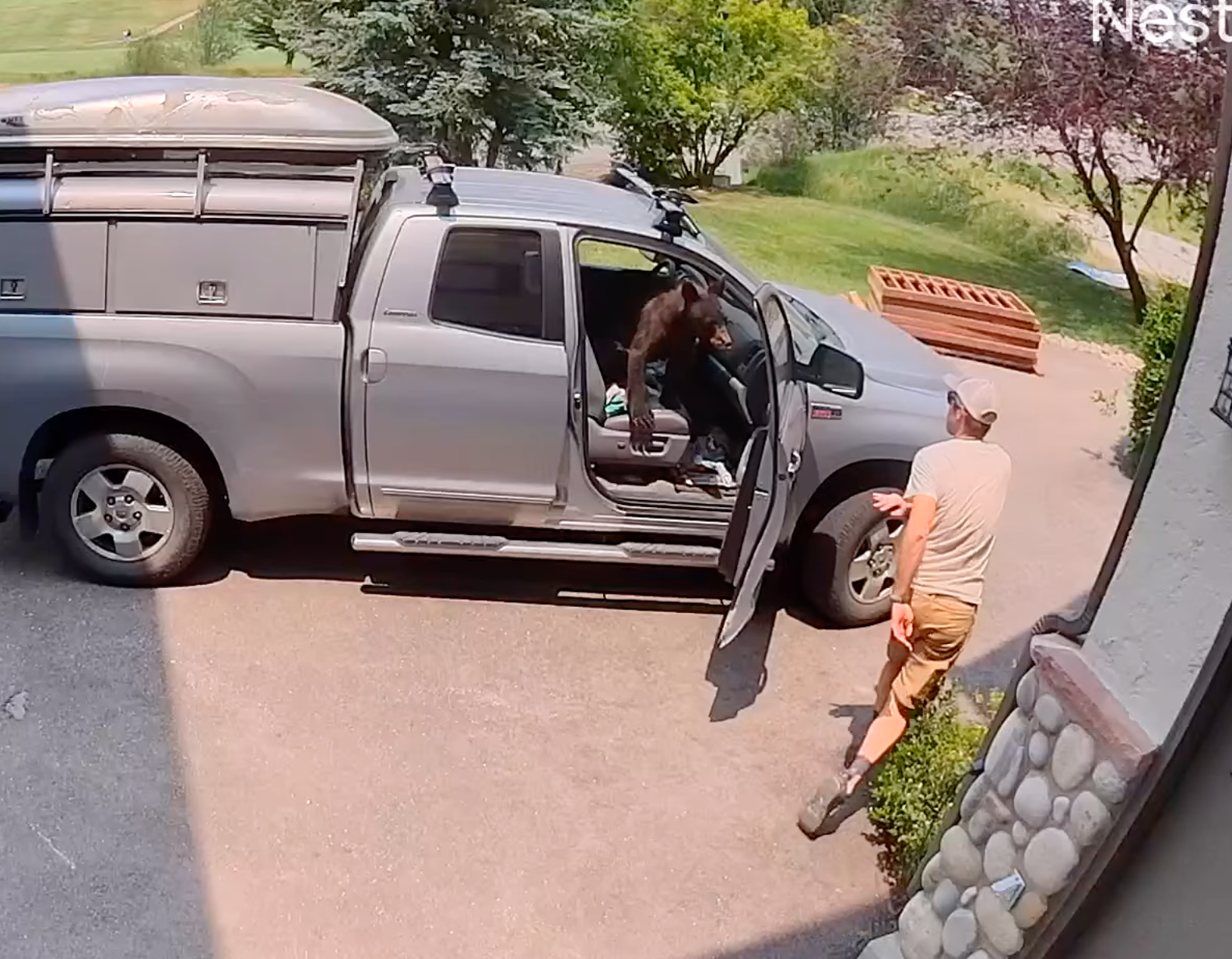 Watch: Bear found sitting in front seat of man's truck